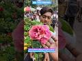 Stunning Variety Indian Bride Hibiscus Plant #shorts #price