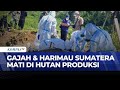 Gajah &amp; Harimau Sumatera Ditemukan Mati di Bengkulu, Diduga Dampak Perambahan Hutan