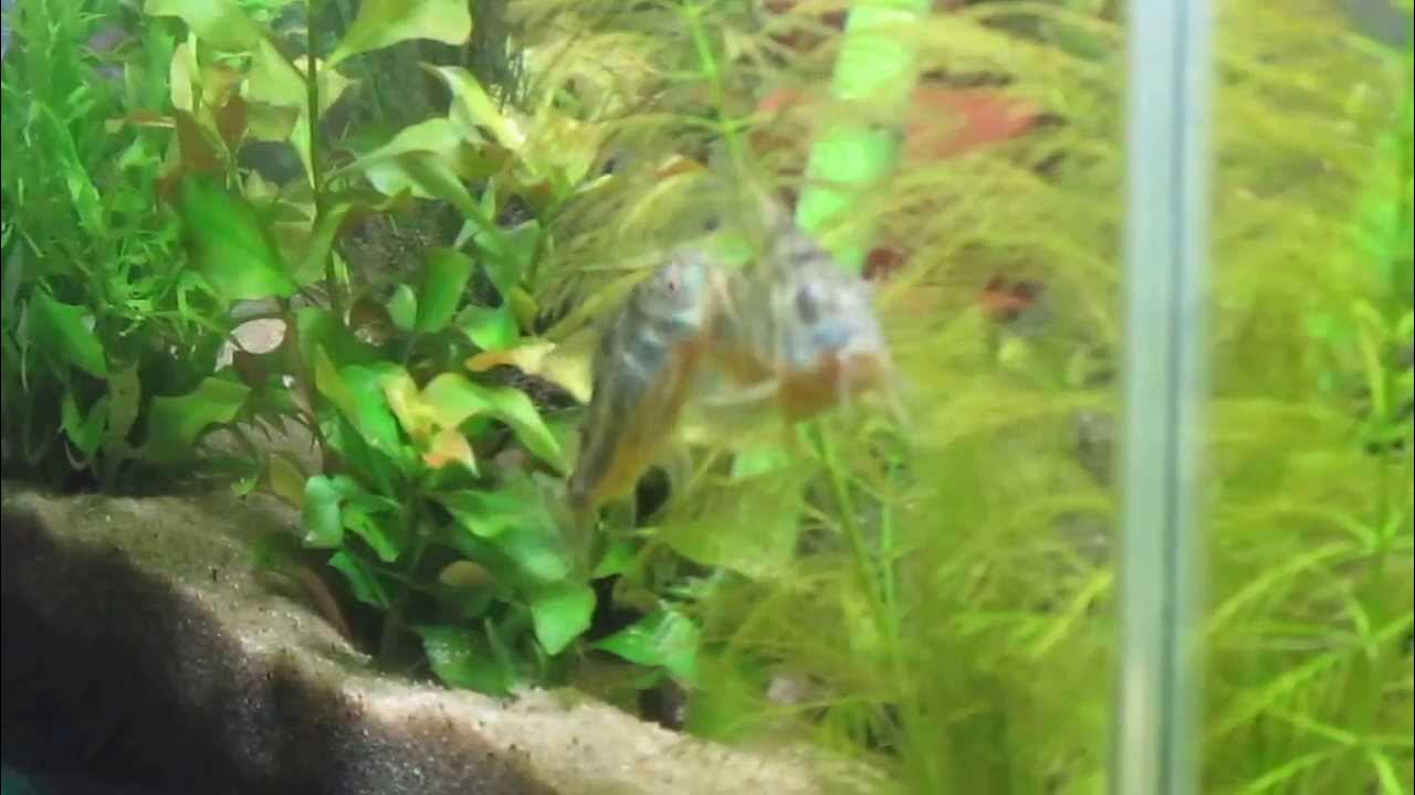 Meine marmorierten Panzerwelse bei der Balz und beim Eier legen! YouTube