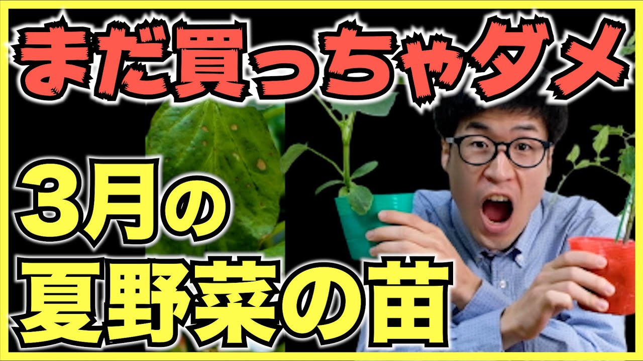 なぜ家庭菜園初心者は3月や4月に夏野菜の苗をホームセンターで買ってはいけないのか Youtube