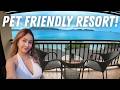 PET FRIENDLY BEACH RESORT IN ANILAO BATANGAS FOR PHP3500/ NIGHT!