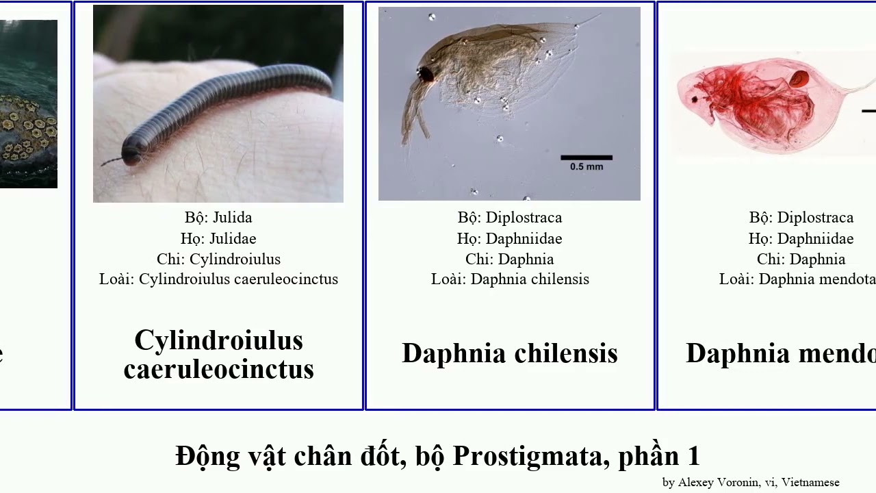 Động vật chân đốt, bộ Prostigmata, phần 1 austrodecus son roi formosa asturias arthropoda tambien