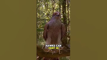 Hawks can hunt in total darkness.#shorts #short #facts #animals #birds #wildlife #shortvideo