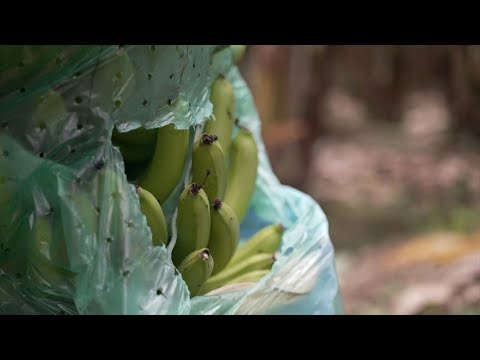 Vídeo: De onde vêm as bananas para a Rússia? De onde vêm as bananas para a Rússia?