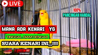 Pancingan Kenari Gacor Ngerol Panjang Cocok buat Masteran murai batu & #kenari Paud SUSAH BUNYI