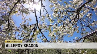 Ask the Expert: Allergy season