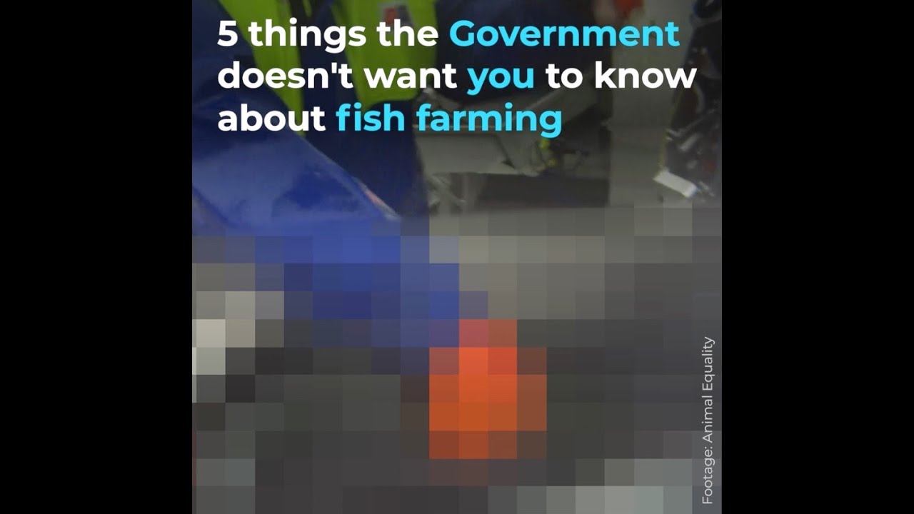 5 things the Government doesn't want you to know about fish farming 5 things the Government doesn't want you to know about fish farming