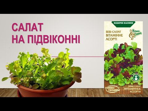 Бейне: Lactuca sativa тұқымы дегеніміз не?