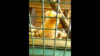 Desert Cats at Tallinn zoo