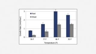 Soil Temperatures and Corn Emergence