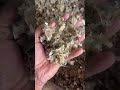 Sajna seeds ph 6000092745