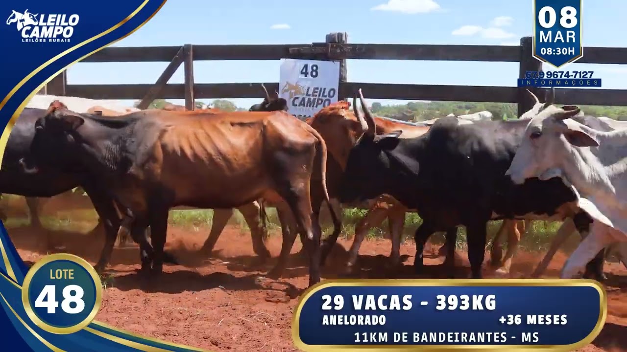 LOTE 48