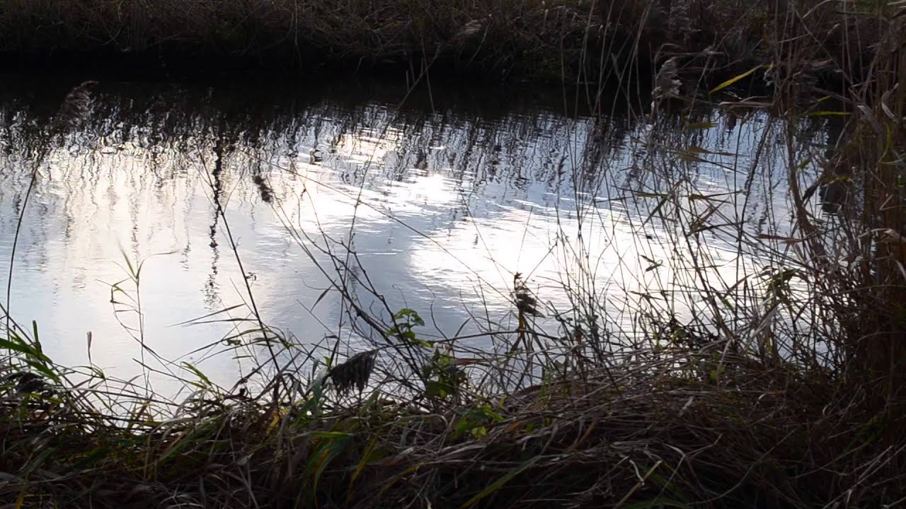 The Miracle of Autotrophes