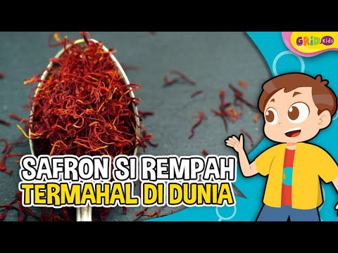 Video: Saffron (Crocus) - Ciri Dan Kegunaan