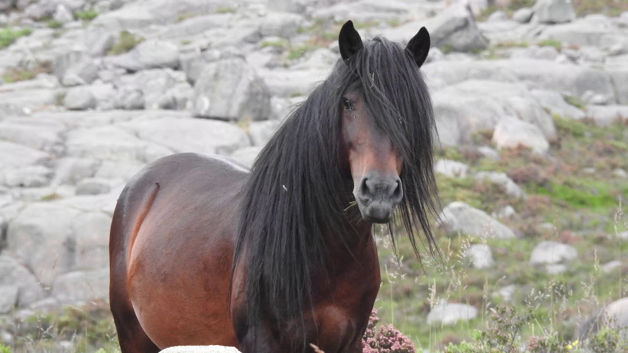 Gerês - Alto dos Chamiçais/Concelinho/Borrageiro II by Wild&Free Tours