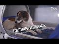 Fisioterapia veterinaria: Lo último para tus mascotas - TvAgro por Juan Gonzalo Angel