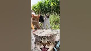 Habis Main di Kebun Jagung🤣🤣 #babytriplets #hunting #shorts