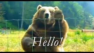 hello GIF