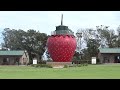 Day 5 - The most giant build strawberry in South Africa at the Redberry Farm