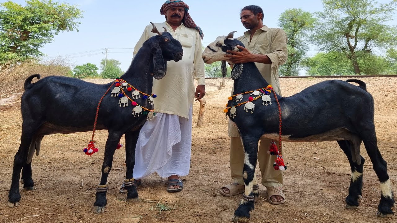 Biggest Black Dancing Goats Bakra Eid 2021 - YouTube