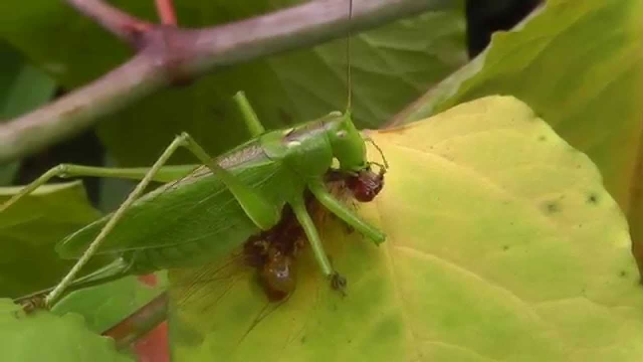 緑のカマドウマもいる 卵 鳴き声 ゴキブリとの関係も解説 暮らしの問題解消ブログ ライフディクショナリ