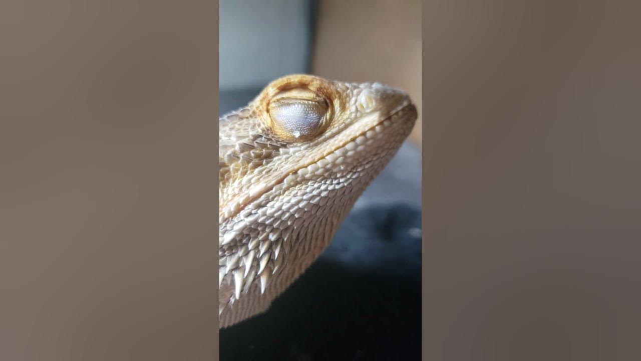 extreme-close-up-bearded-dragon-nose-shed-removal-booger-4k-shorts