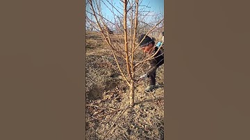 How to Prune a Peach Tree for Maximum Fruit Production!#satisfying #pruning #shorts