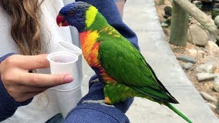 Our Bird Adventure - Hand Feeding of Cute Birds at the Zoo