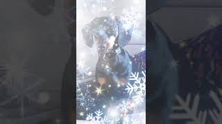 The First Noel~ Christmas Kaleidoscope for violin arranged by Robert S. Frost #christmas #violin The First Noel~ Christmas Kaleidoscope for violin arranged by Robert S. Frost #christmas #violin