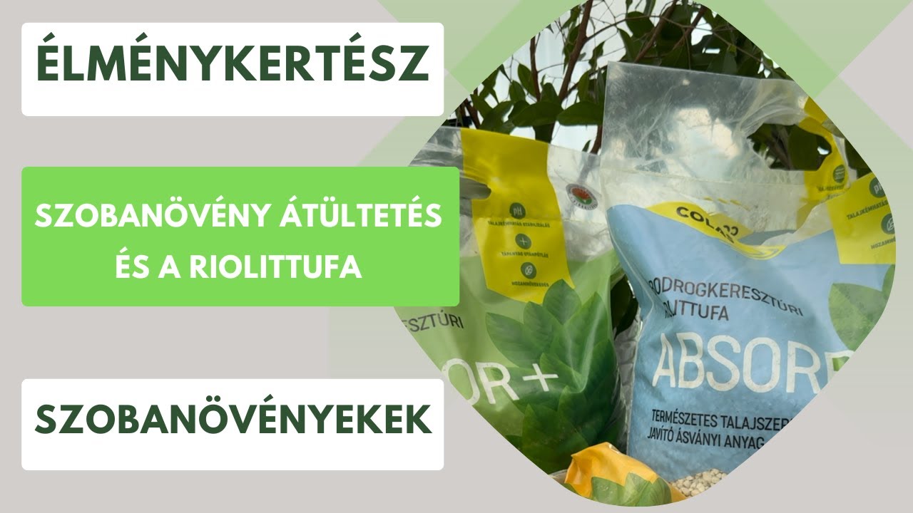 Szobanövény átültetés és a riolittufa🪴