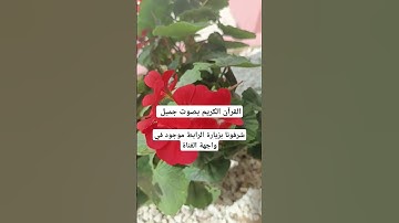 القرآن الكريم بصوت جميل #لايك #quran #ناصر_القطامي #خالد #تفاعل #خالد_الجليل