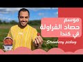 موسم حصاد الفراولة في كندا