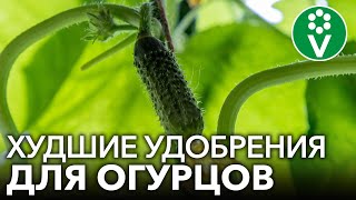 НИКОГДА НЕ ПОДКАРМЛИВАЙТЕ ОГУРЦЫ ЭТИМИ УДОБРЕНИЯМИ во время плодоношения