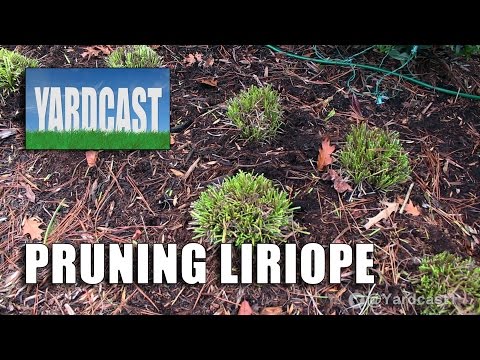 Video: Winterizing Liriope Plants – Matuto Tungkol sa Lilyturf Winter Care