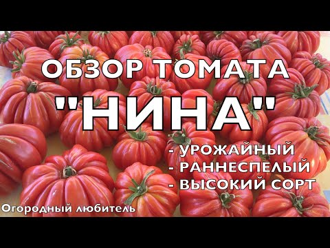 Томат Нина Описание Фото