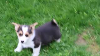 Pembroke Welsh Corgi Puppies For Sale