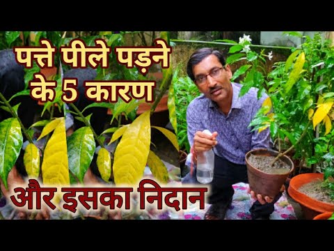 पाैधे के पत्ते का पीले पड़ने का करण ओर उसका समाधान ? 5 Reasons why Yellowing of Leaves is Occurring