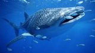 GoPro: Whale Shark at Richelieu Rock Scuba Diving Thailand