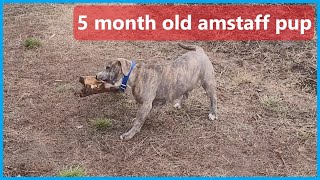 Big Stick Doggy Play