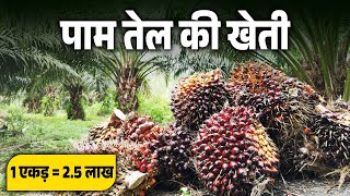 पाम तेल की खेती करें | सरकार देगी 11,040 करोड़ सब्सिडी | Palm Tree Farming | Palm Oil