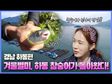 [6시 내고향-창원] 겨울별미, 하동 <strong>참숭어가</strong> 돌아왔다! (KBS 2022.11.30.수요일)