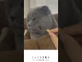 こんなものでごまかされへんぞ　