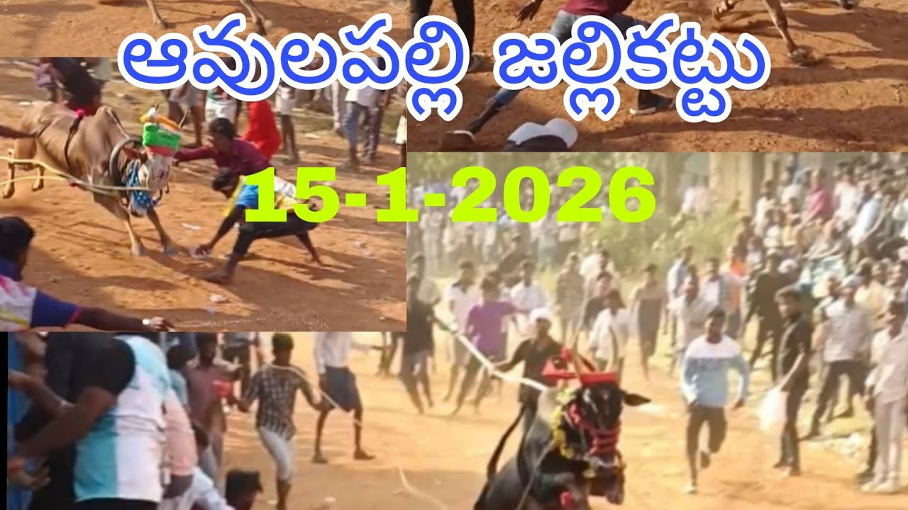Avulapalli jallikattu 15-1-2026 ఆవులపల్లి జల్లికట్టు