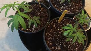 The Good, the Bad, and The Veg Tent.