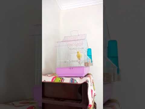 نغمات العصافير