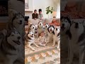 Bebês engraçados