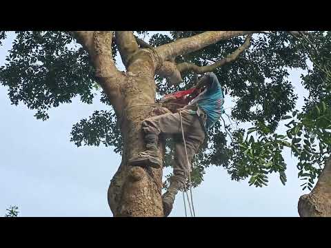 Video Cưa cây xà cừ siêu khủng siêu to .Xe cuốc móc gốc .Cưa... - youtube