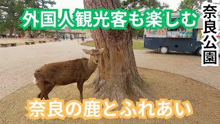 外国人観光客と鹿のふれあいで笑顔あふれる光景 Nara Deer
