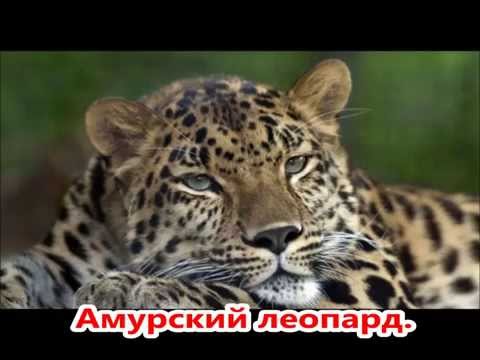10 редких животных России. Презентация. 4 класс.