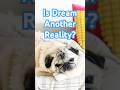 The Dream That Predicted Lincoln's Death #Shorts #dreams